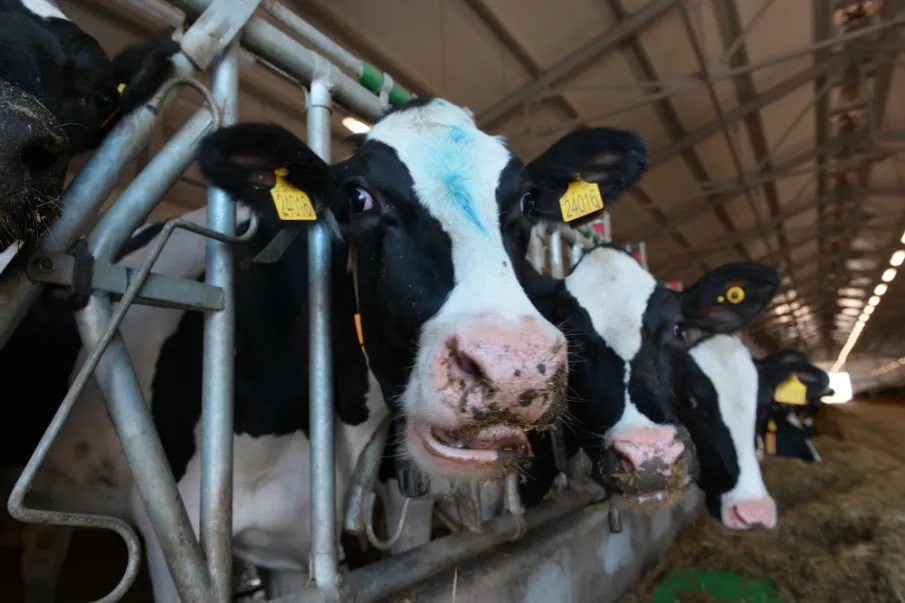 Роботизированная ферма открылась в Уренском муниципальном округе